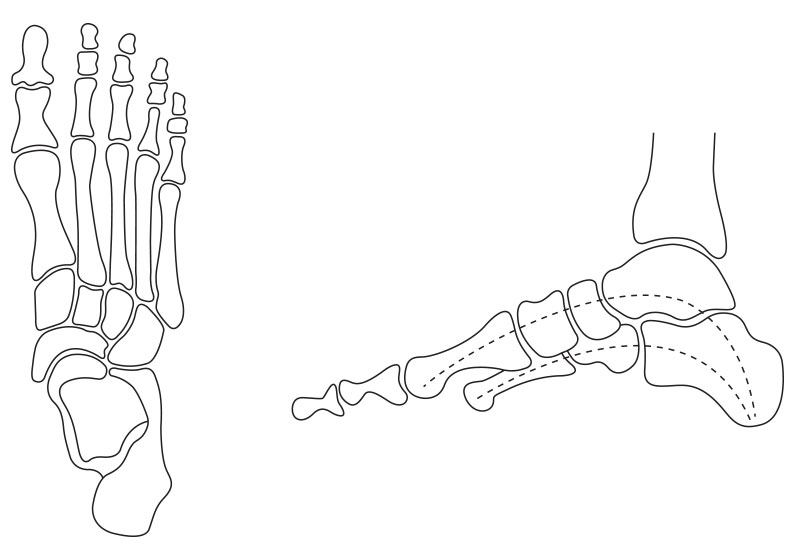 Illustration af mellemfod - Sahva