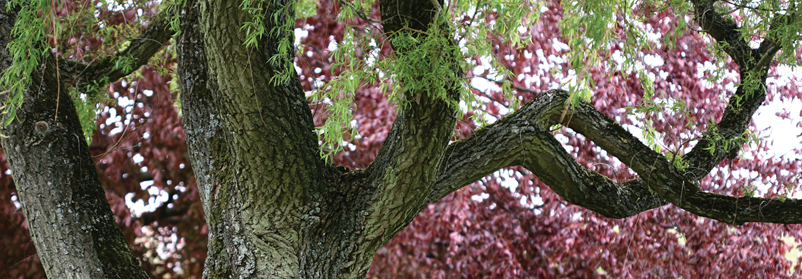 Træ med lyserøde blade