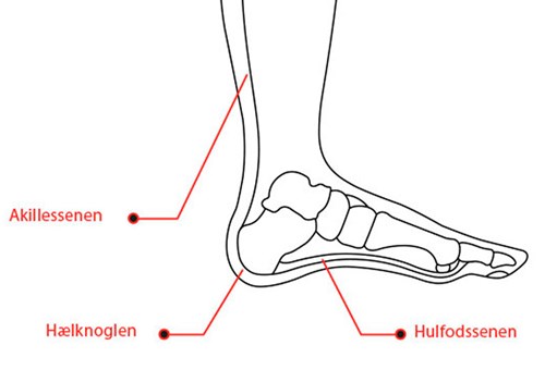 Illustration af foden - Sahva